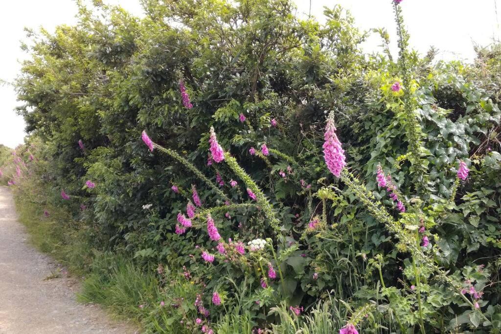 Farm Accommodation - The Lizard Peninsula, Cornwall Хелстън Екстериор снимка