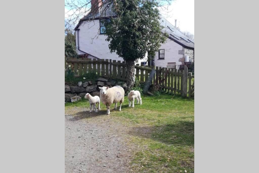 Farm Accommodation - The Lizard Peninsula, Cornwall Хелстън Екстериор снимка
