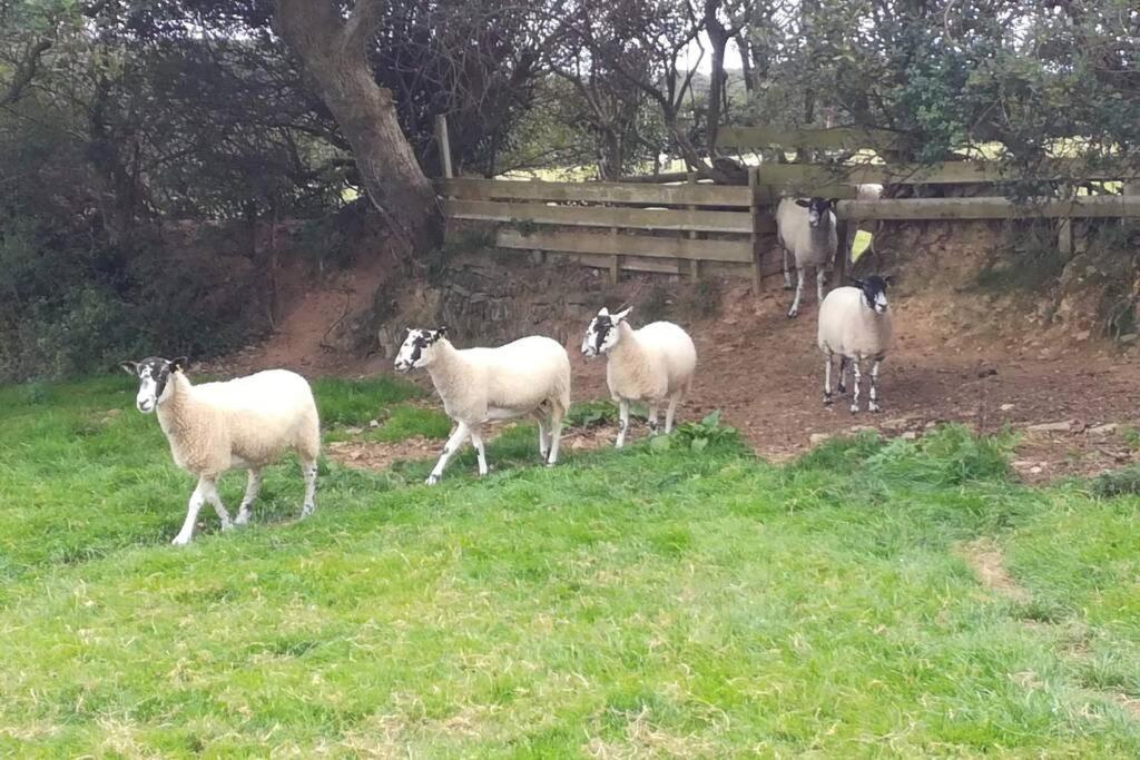 Farm Accommodation - The Lizard Peninsula, Cornwall Хелстън Екстериор снимка